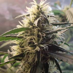 Тұқымдар тұқымдары Amnesia feminised Ganja Seeds