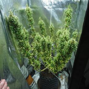 Тұқымдар Dr. Grinspoon regular Ganja Seeds