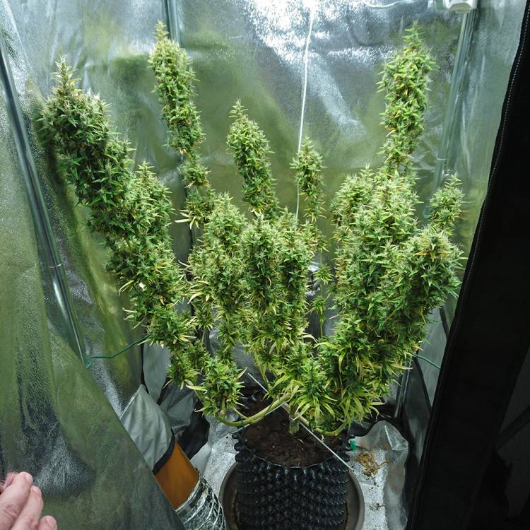 Тұқымдар Dr. Grinspoon regular Ganja Seeds