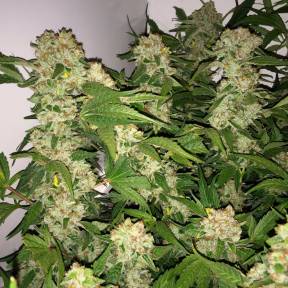 Тұқымдар тұқымдары Lemon Skunk feminised Ganja Seeds