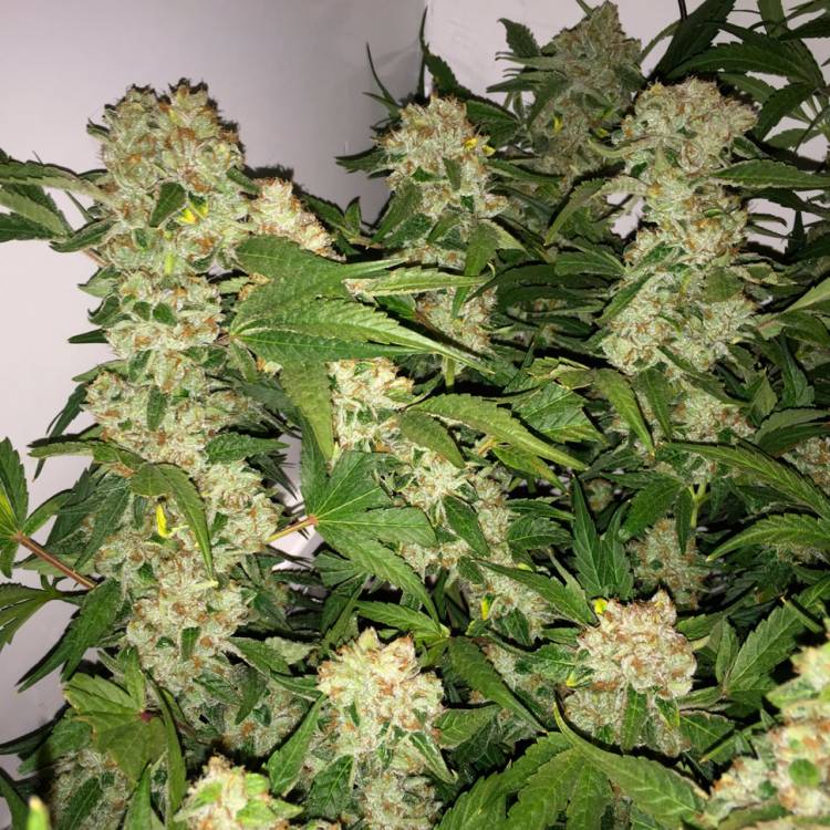 Тұқымдар тұқымдары Lemon Skunk feminised Ganja Seeds