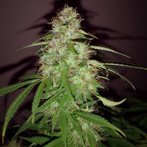 Тұқымдар Quick London regular Ganja Seeds