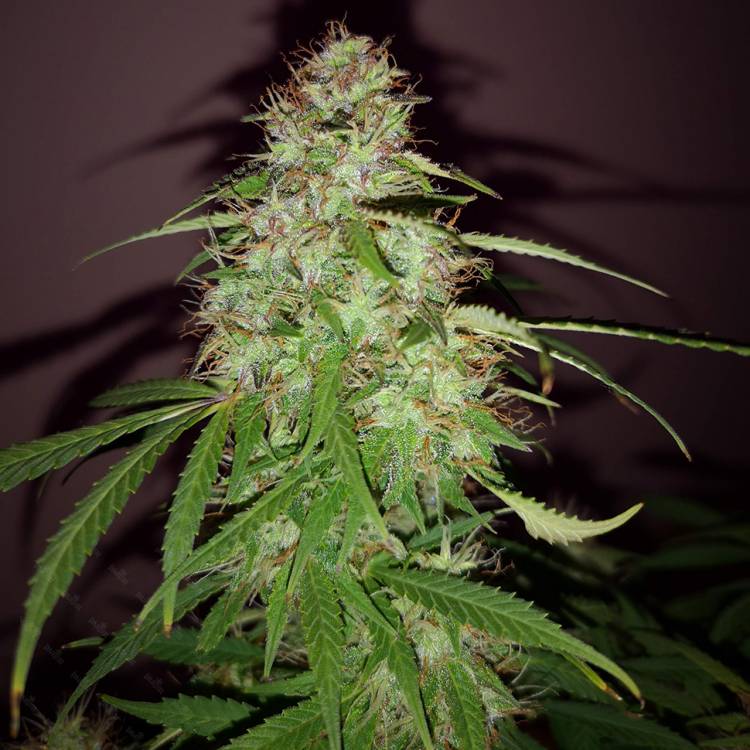 Тұқымдар Quick London regular Ganja Seeds