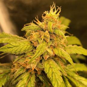 Auto Black Jack regular Ganja Seeds