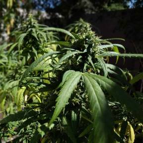 Каннабис тұқымдары Californian Orange regular Ganja Seeds