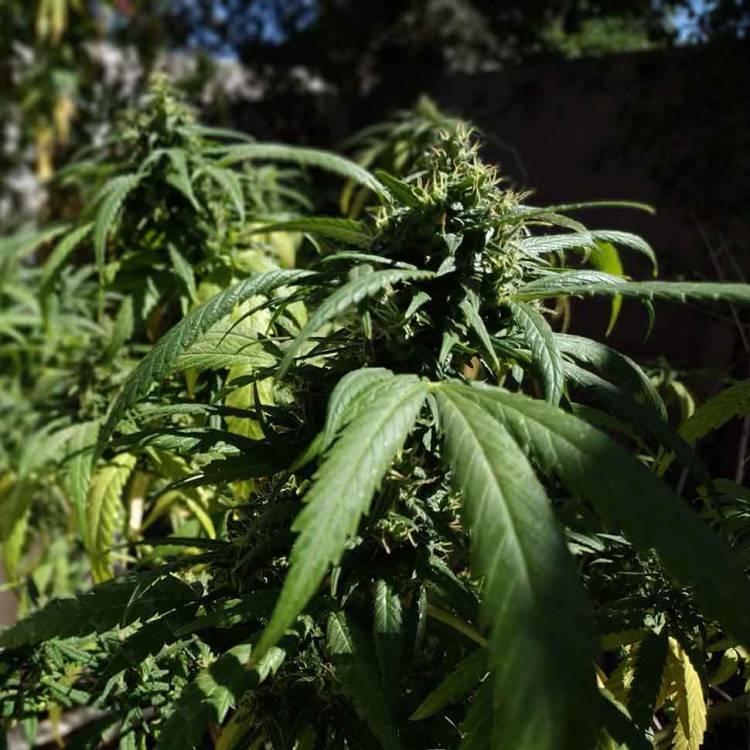 Каннабис тұқымдары Californian Orange regular Ganja Seeds