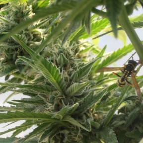 Тұқымдар тұқымдары Sweet Tooth feminised Ganja Seeds