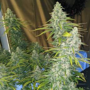 Тұқымдар Eleven Roses feminised Ganja Seeds Fast Version
