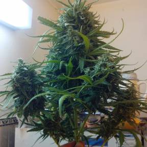 Тұқымдар тұқымдары Moby Dick feminised Ganja Seeds