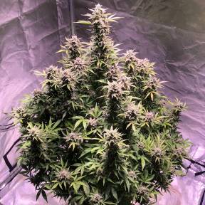 Auto AK regular Ganja Seeds