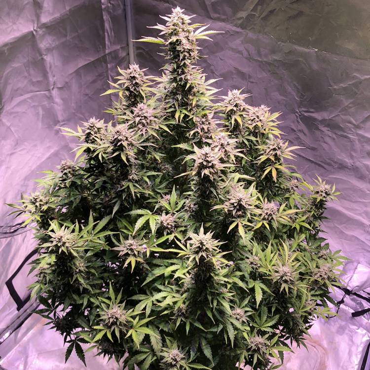 Auto AK regular Ganja Seeds