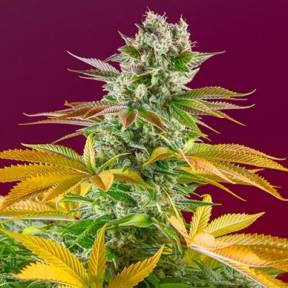 Тұқымдар Gorilla Girl feminised Ganja Seeds Fast Version