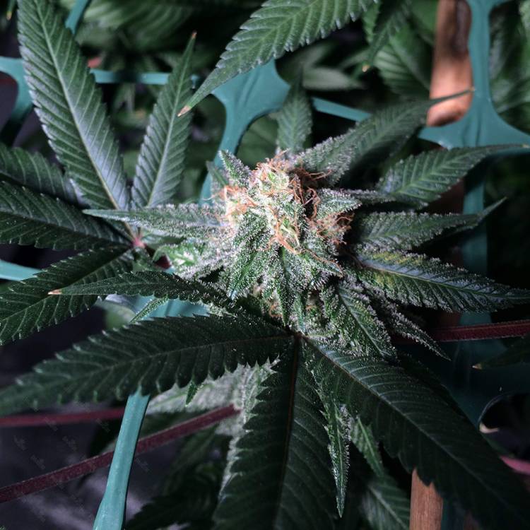 Каннабис тұқымдары Pegas regular Ganja Seeds
