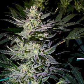 Auto White Diesel Haze regular Ganja Seeds