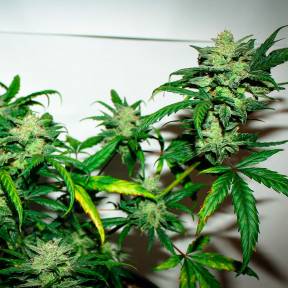 Auto Talas feminised Bang Seeds