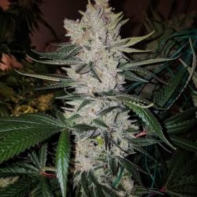 Тұқымдар тұқымдары Gorilla Zkittlez feminised Ganja Seeds