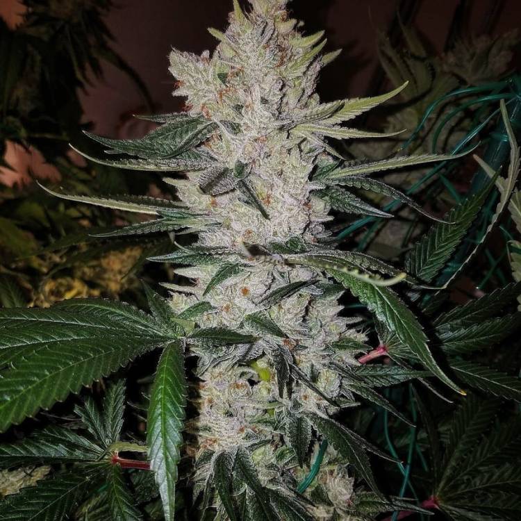 Тұқымдар тұқымдары Gorilla Zkittlez feminised Ganja Seeds