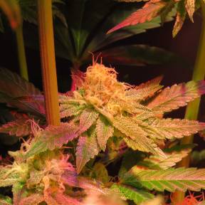 Каннабис тұқымдары Powerful regular Ganja Seeds