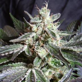 Тұқымдар тұқымдары Black Jack feminised Ganja Seeds