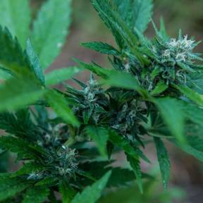 Auto Talgar feminised Bang Seeds