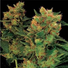 Каннабис тұқымдары Hash Plant feminised Ganja Seeds