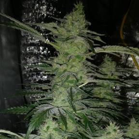 Каннабис тұқымдары Nirvana regular Ganja Seeds
