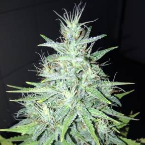 Тұқымдар Tutankhamon feminised Ganja Seeds