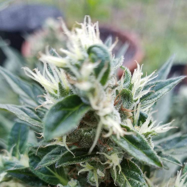 Auto Afghani regular Ganja Seeds