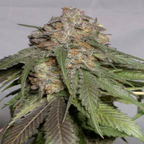 Марихуана тұқымдары Head Band feminised Ganja Seeds