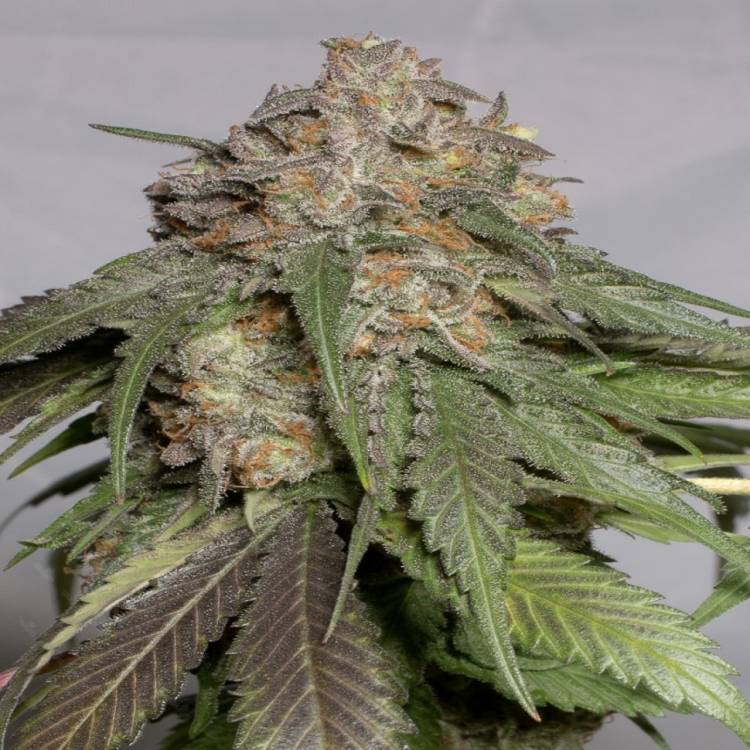 Марихуана тұқымдары Head Band feminised Ganja Seeds