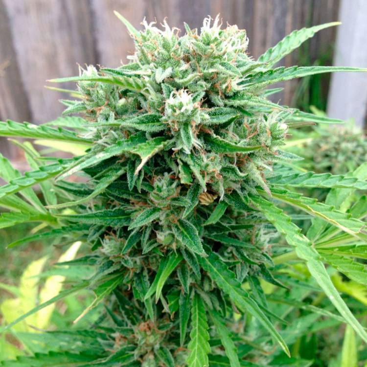 Auto Somango regular Ganja Seeds