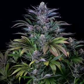Тұқымдар Silver Haze regular Ganja Seeds