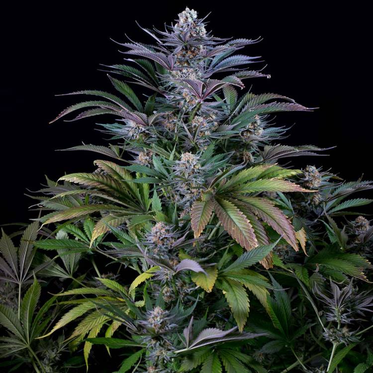 Тұқымдар Silver Haze regular Ganja Seeds
