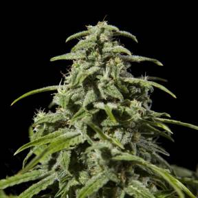 Марихуана тұқымдары Early Skunk x AK feminised Ganja Seeds