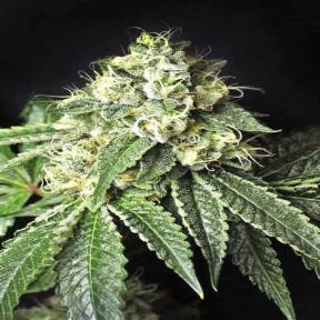 Каннабис тұқымдары Pablo Escobar feminised Ganja Seeds