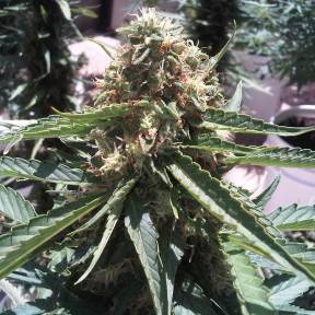 Каннабис тұқымдары Passion #1 feminised Ganja Seeds