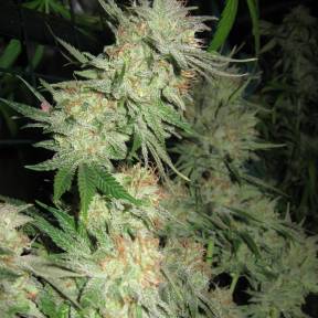 Каннабис тұқымдары G13 Skunk feminised Ganja Seeds