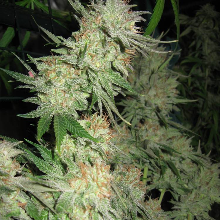Каннабис тұқымдары G13 Skunk feminised Ganja Seeds