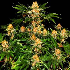 Каннабис тұқымдары Purple Punch feminised Ganja Seeds