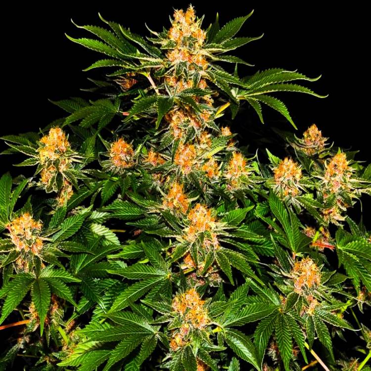 Каннабис тұқымдары Purple Punch feminised Ganja Seeds