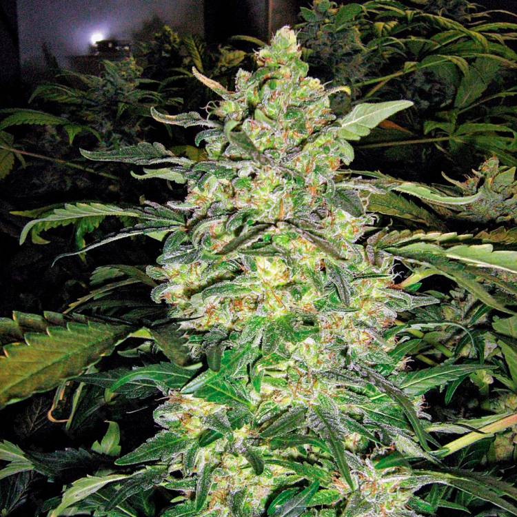 Марихуана тұқымдары Great White Shark feminised Ganja Seeds