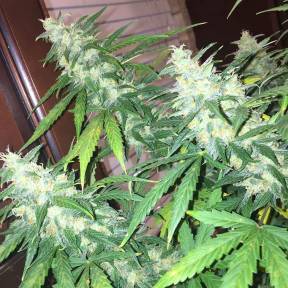 Auto Siberian Haze regular Ganja Seeds