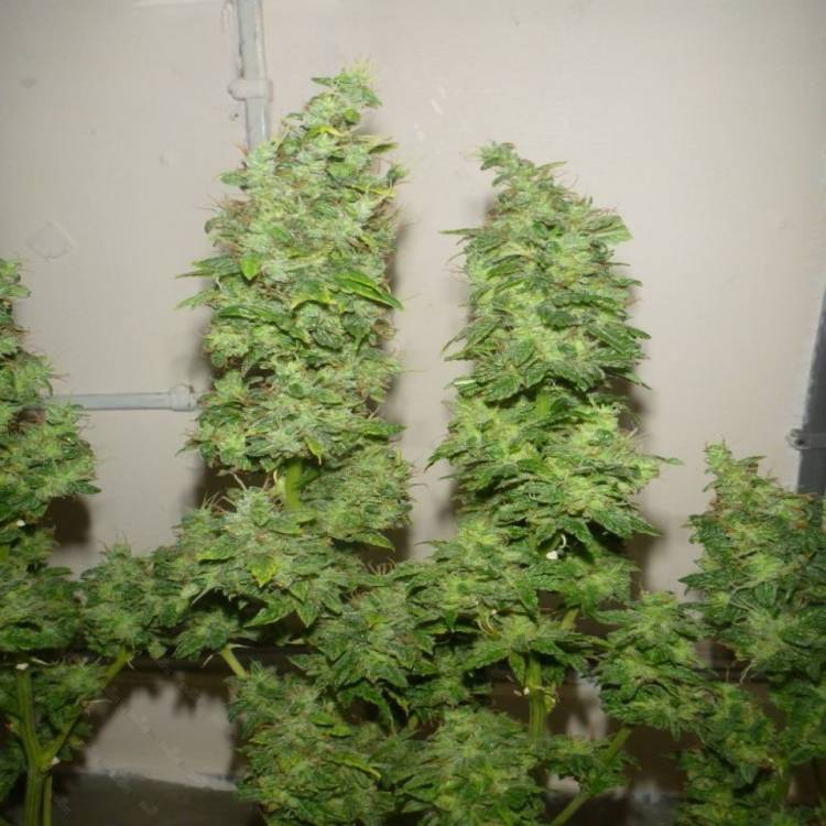 Tangerine Dream feminised Ganja Seeds