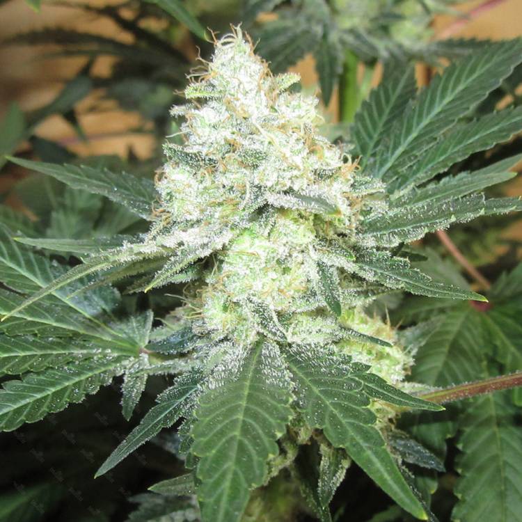 Auto Mohan Ram regular Ganja Seeds