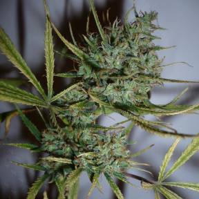 Тұқымдар тұқымдары Top 44 feminised Ganja Seeds