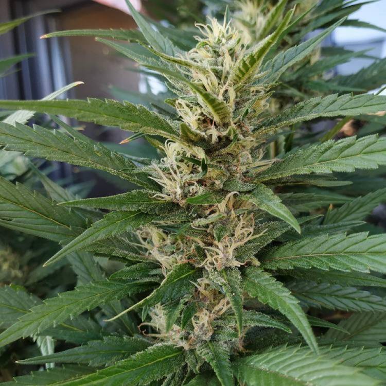 Марихуана тұқымдары S.A.D. (Sweet Afgani Delicious) feminised Ganja Seeds Fast Version