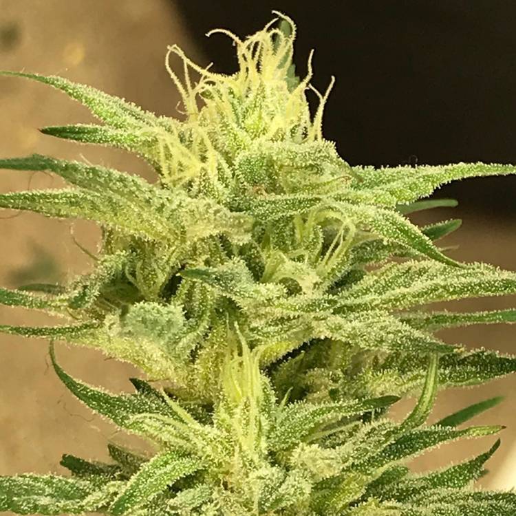 Каннабис тұқымдары Satori feminised Ganja Seeds