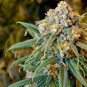 Тұқымдар тұқымдары New York City feminised Ganja Seeds