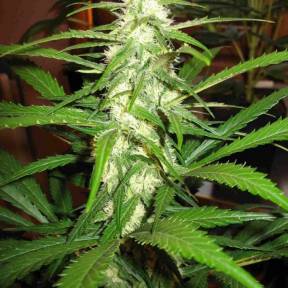 Каннабис тұқымдары Sugar Star Rose feminised Ganja Seeds Fast Version