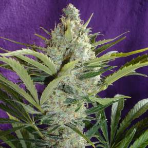Марихуана тұқымдары Black Widow feminised Ganja Seeds